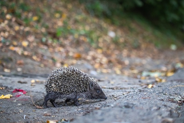 过人次数 过人次数